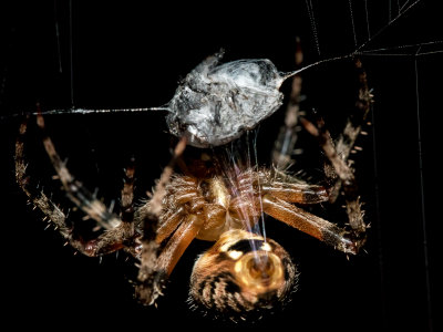 orb weaver spider's wrapping its lunch.jpg