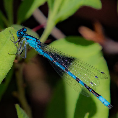 Blue-fronted Dancer Dragonfly