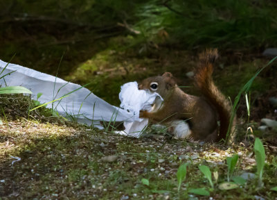 red squirrel w- toilet paper