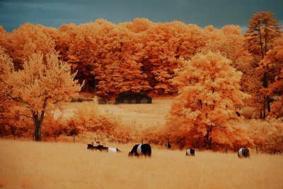 cows in pasture - Infrared