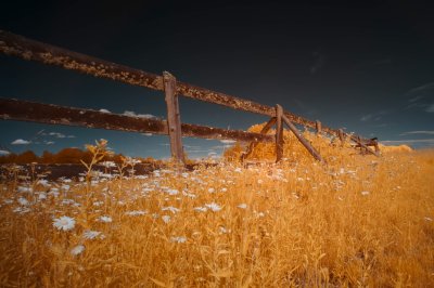 field and fence - Infrared