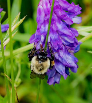 bumble bee on flower