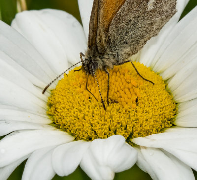 butterfly on daisy