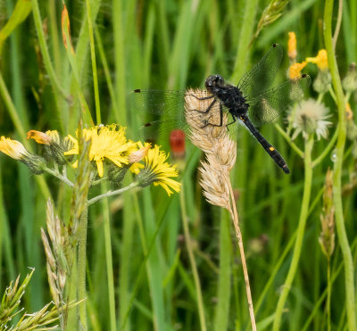 dragonfly