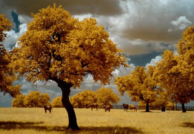 Horses in Pasture