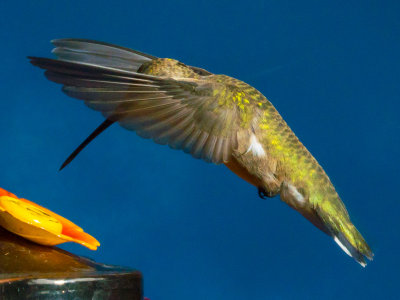 Female Ruby Throated Hummingbird