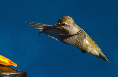 Female Ruby Throated Hummingbird