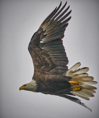 Eagle in flight