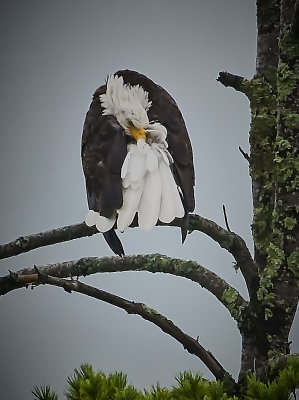 Eagle Preening