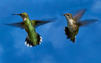 Dancing hummingbirds