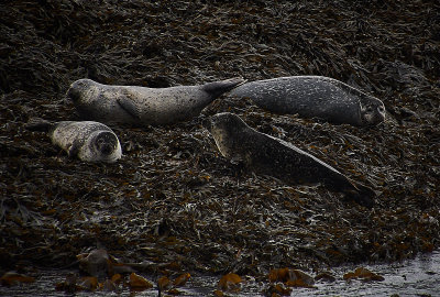 Seals on Black Island, Loch Linnhe