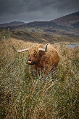 Heigh coo