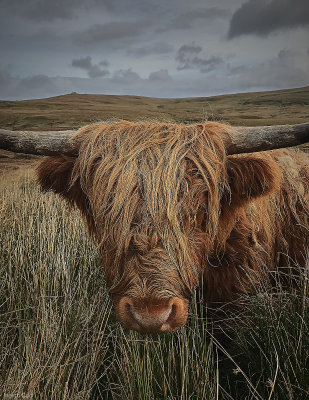 Heigh Coo