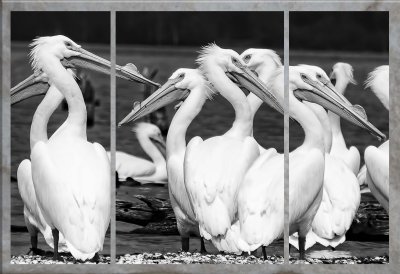 pelican eyes