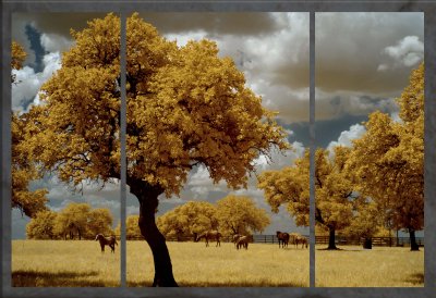 Horses in Pasture IR