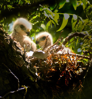 Red-Shouldered Hawk chicks