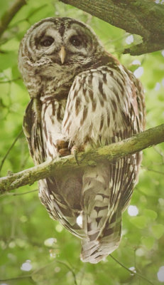 barred owl