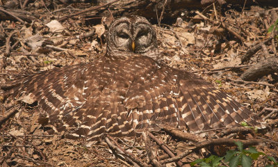 barred owl sunning itself on the ground