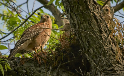 Red-shouldered hawk and babies