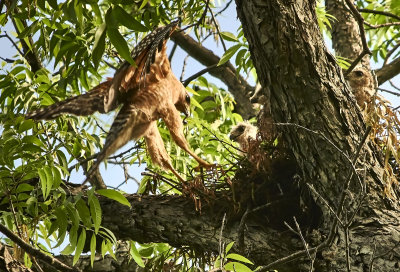 Red-shouldered hawk feeding it babies