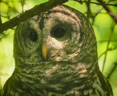 Barred owl -- male