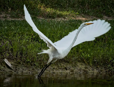 Great Egret - taking off