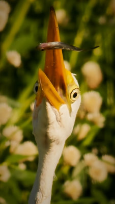 Great Egret - sushi snack