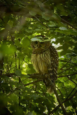 Barred Owl -- papa hiding from jays