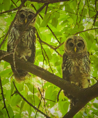 Barred Owl -- owlets on a branch