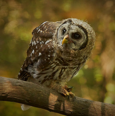 juvenial owl oeating a frog