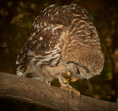 young barred owl oeating a frog