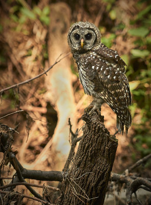 found barred owl on stump