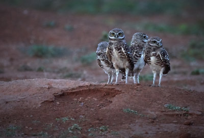 Four on lookout