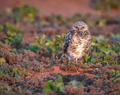 Grumpy old bird