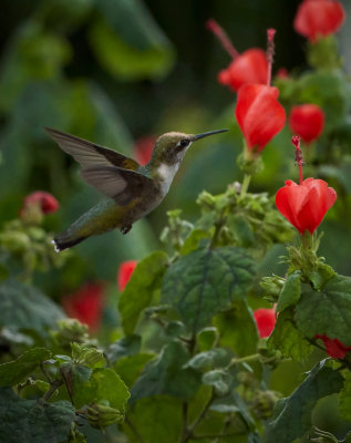 Hummer and turk's cap