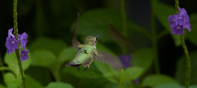 Hummer between Porterweed