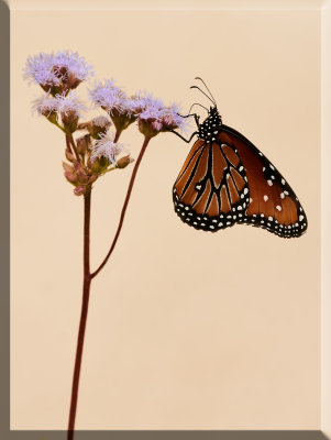 Monarch on Beige