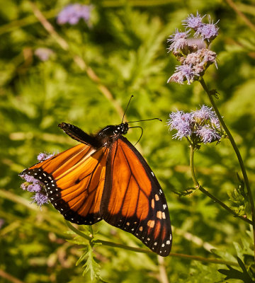 Monarch Wings flaps down