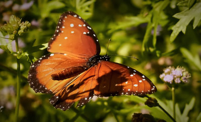 Shadow on Monarch Wings