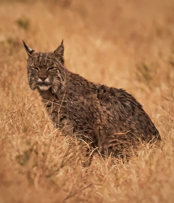 Bobcat