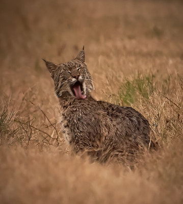 Bobcat yawn while licking his coat