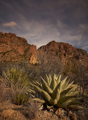 Agave in the Chisos basin