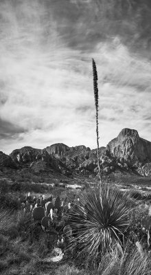 black and white agave in Big Bend National Park