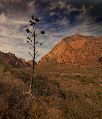 big_bend_national_park