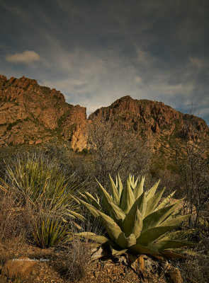 Agave in Chisos Basin