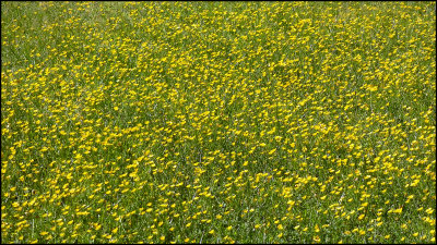 Buttercups 2016