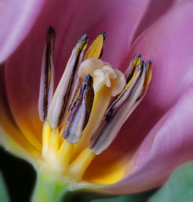 Tulip