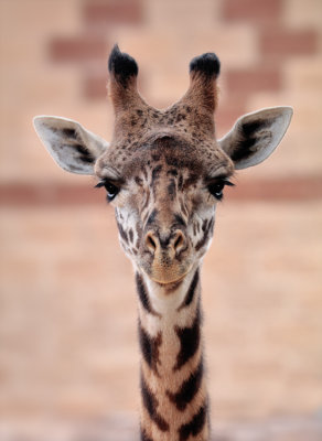 A Young Giraffe