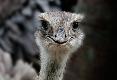 Ostrich