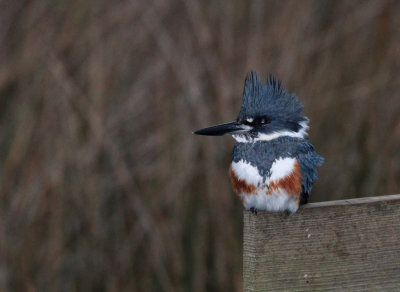 Belted Kingfisher